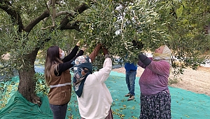 Akhisar’ın Binlerce Yıllık Geleneği Zeytin Hasadı Başladı