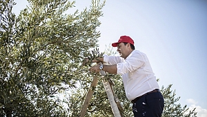 Başkan Dutlulu, belediyeye ait arazilerde zeytin hasadı yaptı