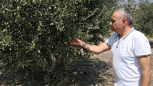 MANİSA BÜYÜKŞEHİR ÇİFTÇİYİ MAĞDUR ETTİ