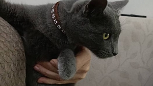 Kayıp evcil kedi sahibini arıyor