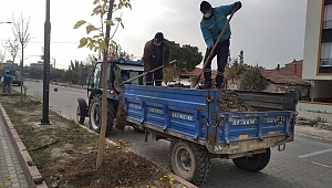 Akhisar Ring Yolu Orta Refüjünde Ağaçlandırma