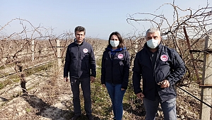 Bağ Üreticilerine Sahada ve Dijital Medya Üzerinden Teknik Destek Devam Ediyor..