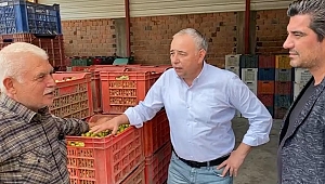 Zeytinde Destek Arttırılmalı Sofralık Zeytine 1 Lira, Zeytinyağına 3 Lira Destek Verilmeli