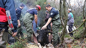 Uçuruma Düşen 8 Aylık Gebe İnek Kurtarıldı