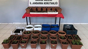 Jandarma Yasadışı Kenevir Üreten Evde Kenevir Yakaladı