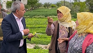 TÜTÜN ÜRETİCİSİ DERTLİ
