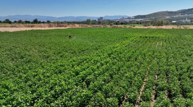 Akhisar Belediyesi’nin tarım arazilerinde bu kez pamuk yetişiyor