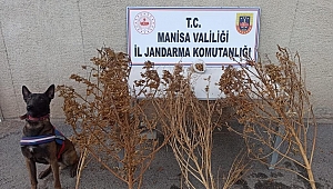 Akhisar’da toprağa gömülü 1 kilo 650 gram esrar ele geçirildi