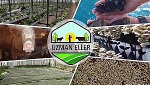 Uzman Eller Projesinde Hibe Tutarı 250 Bin Liraya Çıkarıldı