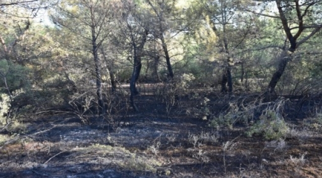 Akhisar'da Orman Yangını Çıkaran 3 Kişi Yakalandı 