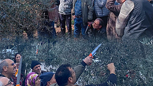 Zeytin Ağacı Budama Kursları Yoğun İlgi Görüyor