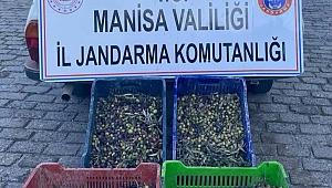 JANDARMANIN ZEYTİN HIRSIZLIKLARINI ÖNLEME ÇALIŞMALARI SÜRÜYOR
