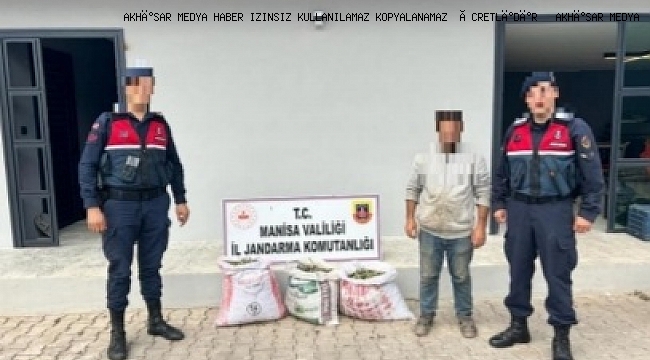 Zeytin Hırsızları yakalandı