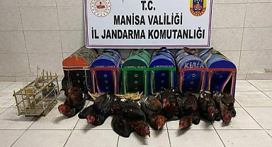 Akhisar'da Horoz Dövüşü Baskını gerçekleşti 8 Horoz Kurtarıldı, Malzemelere El Konuldu