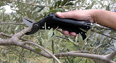 HALK EĞİTİMİ MERKEZİ MÜDÜRLÜĞÜ TARAFINDAN ZEYTİN AĞACI BUDAMA KURSU AÇILACAKTIR.