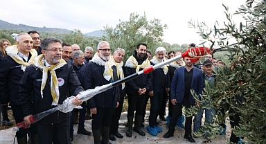 Tarım ve Orman Bakanı İbrahim Yumaklı, Akhisar'da zeytin hasadı yaptı