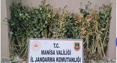 Akhisar'da 222 Kök Haşhaş Bitkisi Ele Geçirildi