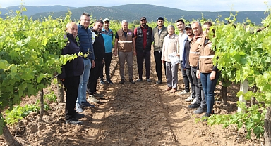 İlçe Tarım, Bağda Kalıntısız Üzüm İçin Biyoteknik Mücadele Öneriyor