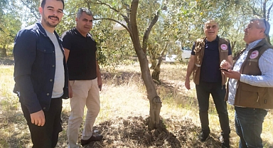 Zeytin Üreticileri Bu Duyuruyu Bekliyordu