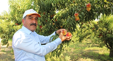 Şeftali ve nektarin ihracatı 250 milyon dolara koşuyor
