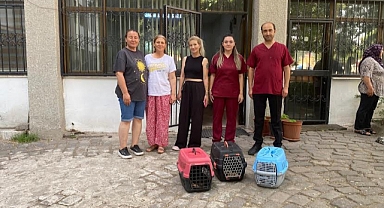 Sokaktaki Kedilerin Sağlığına Destek
