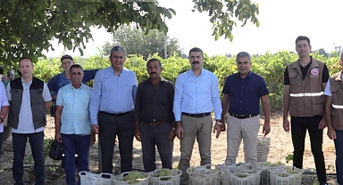 Üzüm Hasadı Başladı, Bağcıların Yüzü Gülüyor