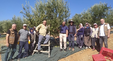 Akhisarlıların Tatlı Telaşı Zeytin Hasadı Başladı