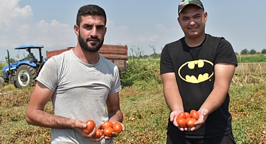 Genç Çiftçi, Domates Fiyatlarının Düşmesi Nedeniyle Zor Durumda: “Sesimizi Artık Duyun, Yarın Çok Geç Olabilir”