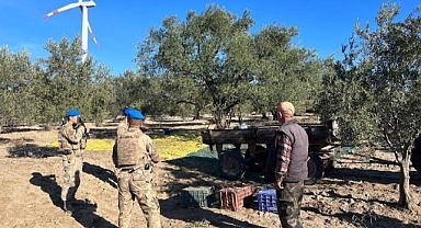 Zeytin Hırsızlığına Karşı Güvenlik Önlemleri Artırıldı