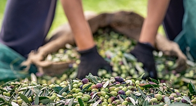 Sofralık zeytin ihracatı 250 milyon dolara koşuyor