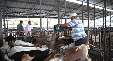 Yangından Tahliye Edilen Hayvanlar Akhisar Hayvan Pazarı’na Ulaştırıldı