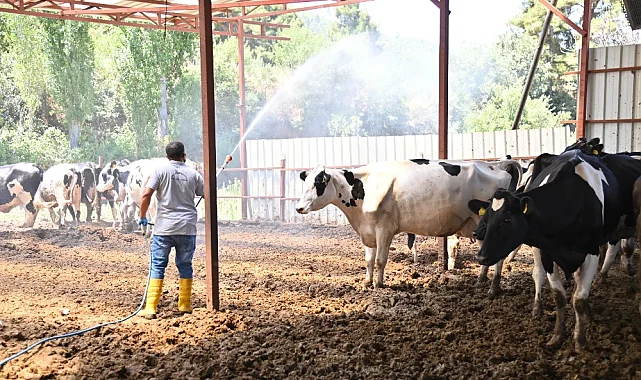 Alemşahlı'da Akabane Alarmı: Büyükşehir'den Hızlı Müdahale
