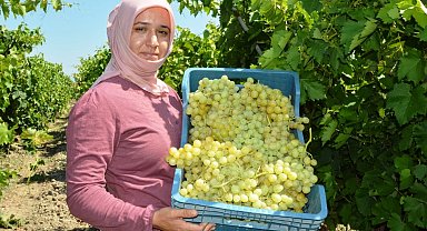 Manisa'da Sultani Üzümde Hasat 15 Temmuz'da Başlıyor