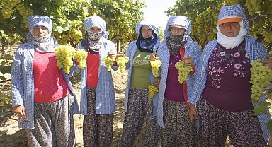 Superior Seedless Üzümünde İhracat Sezonu Başladı: Hedef 10 Milyon Dolar
