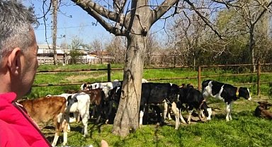 DYP'li Şimşek'ten Şap Hastalığı Uyarısı: 