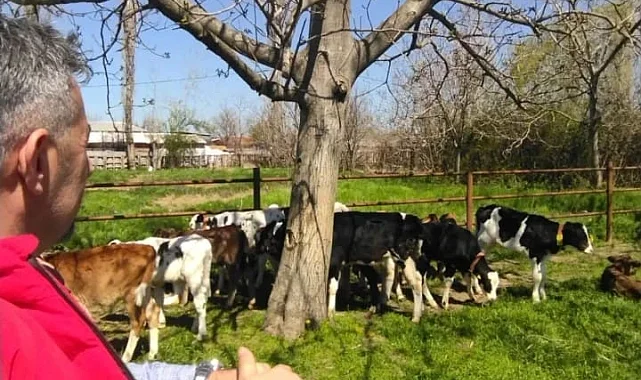 DYP'li Şimşek'ten Şap Hastalığı Uyarısı: "10 Binden Fazla Hayvan Telef Oldu"