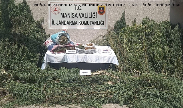  Gördes'de Uyuşturucu Operasyonu:  Kök Kenevir ve  Esrar Ele Geçirildi