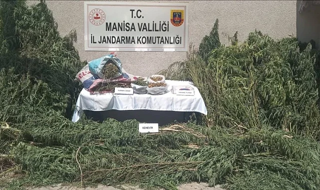 Gördes'te Yasa Dışı Kenevir Ekimi Operasyonu: 2 Gözaltı