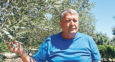 Manisa Zeytin Üretiminde Lider, Kuraklık Çiftçiyi Zorluyor
