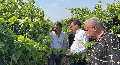 Manisalı Üzüm Üreticisi Zor Günler Yaşıyor: "Çalıştıkça Kötüye Gidiyoruz"