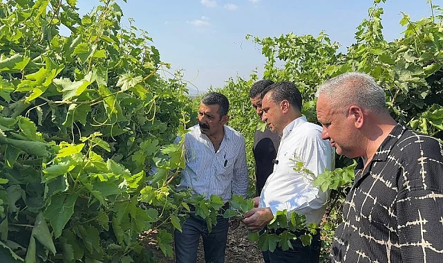 Manisalı Üzüm Üreticisi Zor Günler Yaşıyor: "Çalıştıkça Kötüye Gidiyoruz"