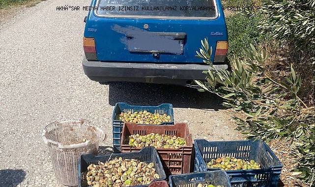 200 Kilo İncir Hırsızlığına Suçüstü
