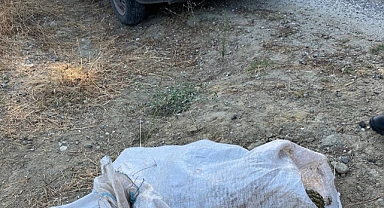 Gördes'te Çam Fıstığı Hırsızları Suçüstü Yakalandı