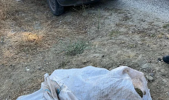 Gördes'te Çam Fıstığı Hırsızları Suçüstü Yakalandı