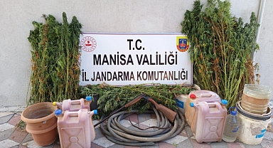 Soma’da Jandarmadan Uyuşturucu Operasyonu: 335 Kök Kenevir Ele Geçirildi