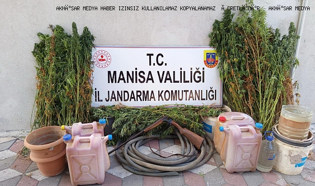 Soma’da Jandarmadan Uyuşturucu Operasyonu: 335 Kök Kenevir Ele Geçirildi