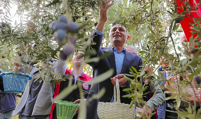 Aliağa'da Zeytin Hasadı Şenlik Havasında Başladı