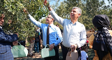 SOMA’DA ZEYTİN HASADI ŞENLİĞi