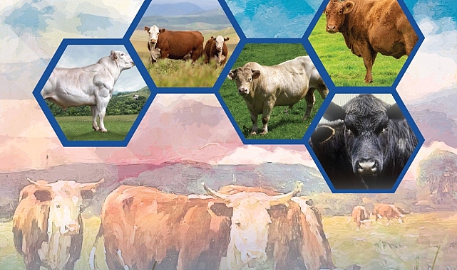 Veteriner Hekim Tahir Yavuz’un 15. Besicilik kitabı yayınlandı