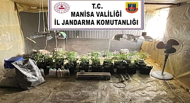 Akhisar'da Jandarmadan Kenevir Operasyonu